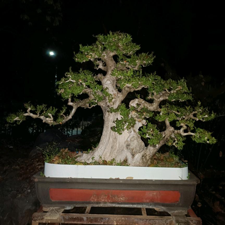茂盛盆景园