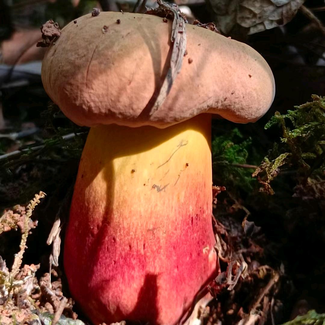 楚雄◣菌发土鸡馆◢中餐