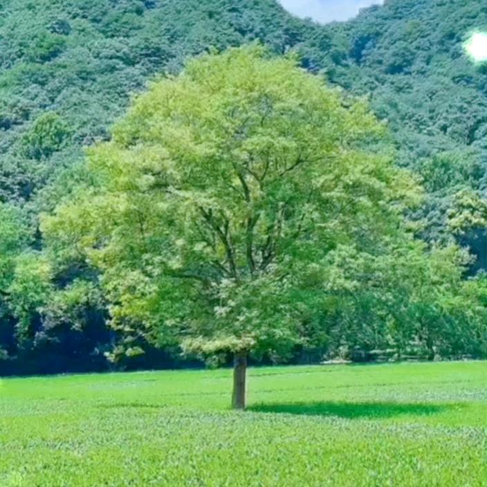 桃花渐渐开