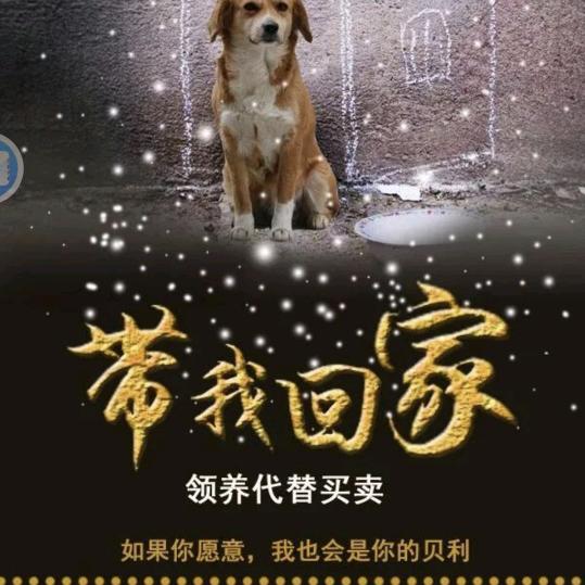 周口珣救助流浪动物救助站