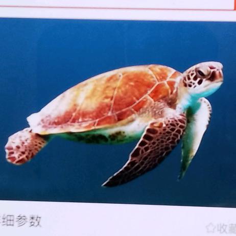 大锤爱姐姐