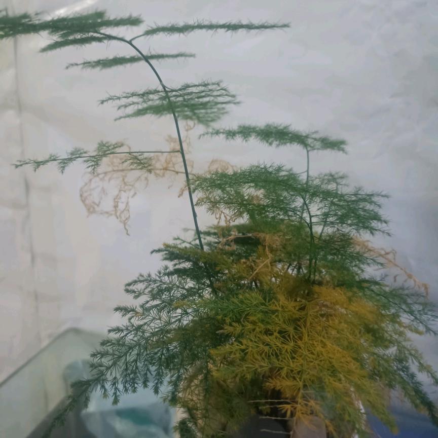 喜欢夜的黑