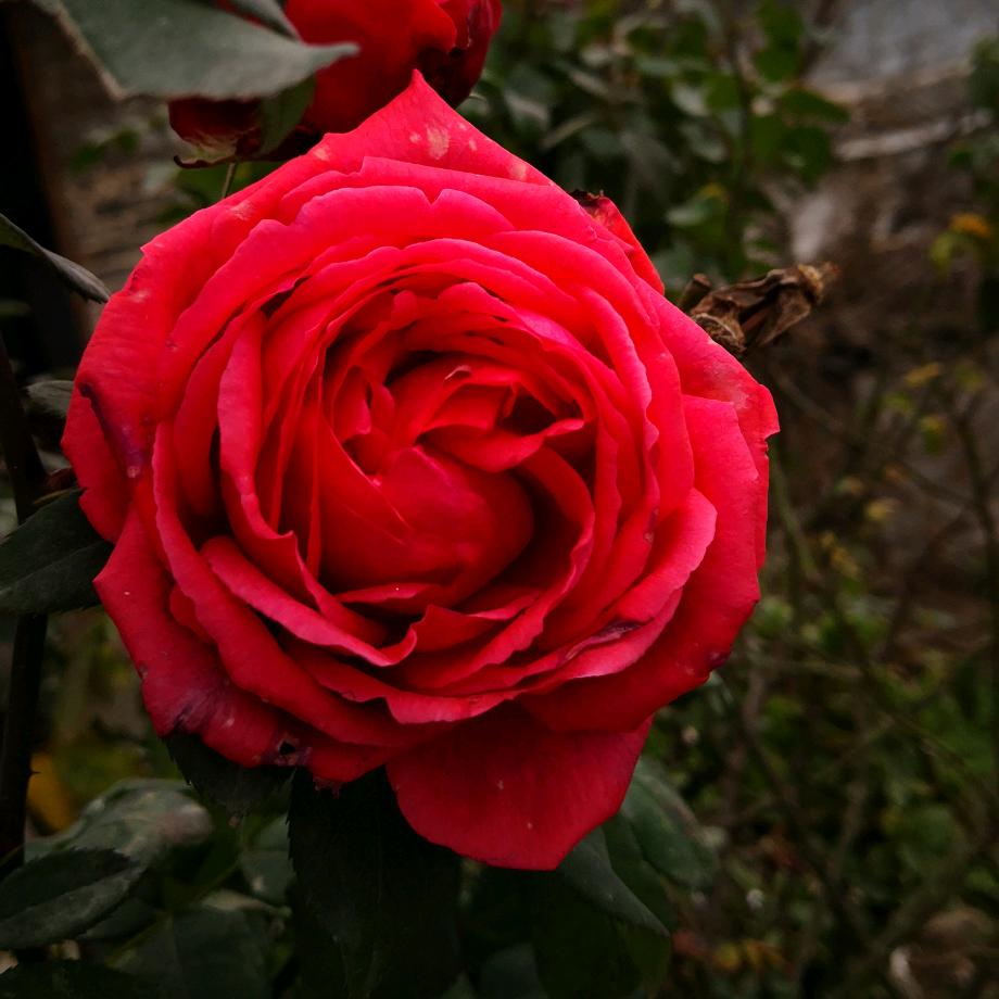 奉节傅二姐的铺子