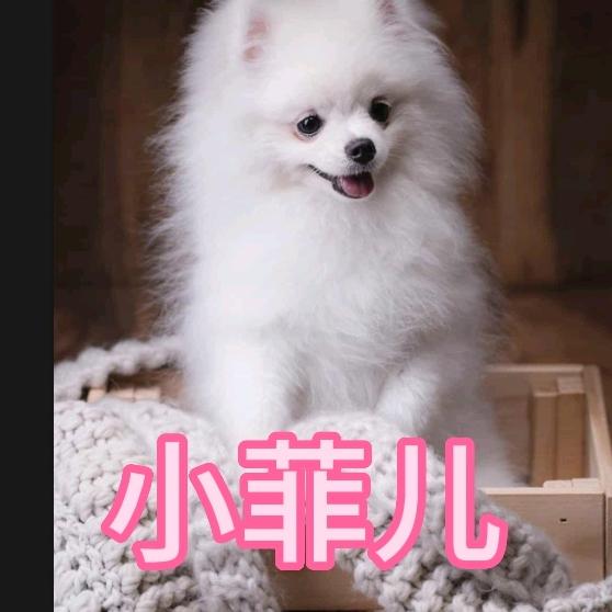 菲儿宠物用品