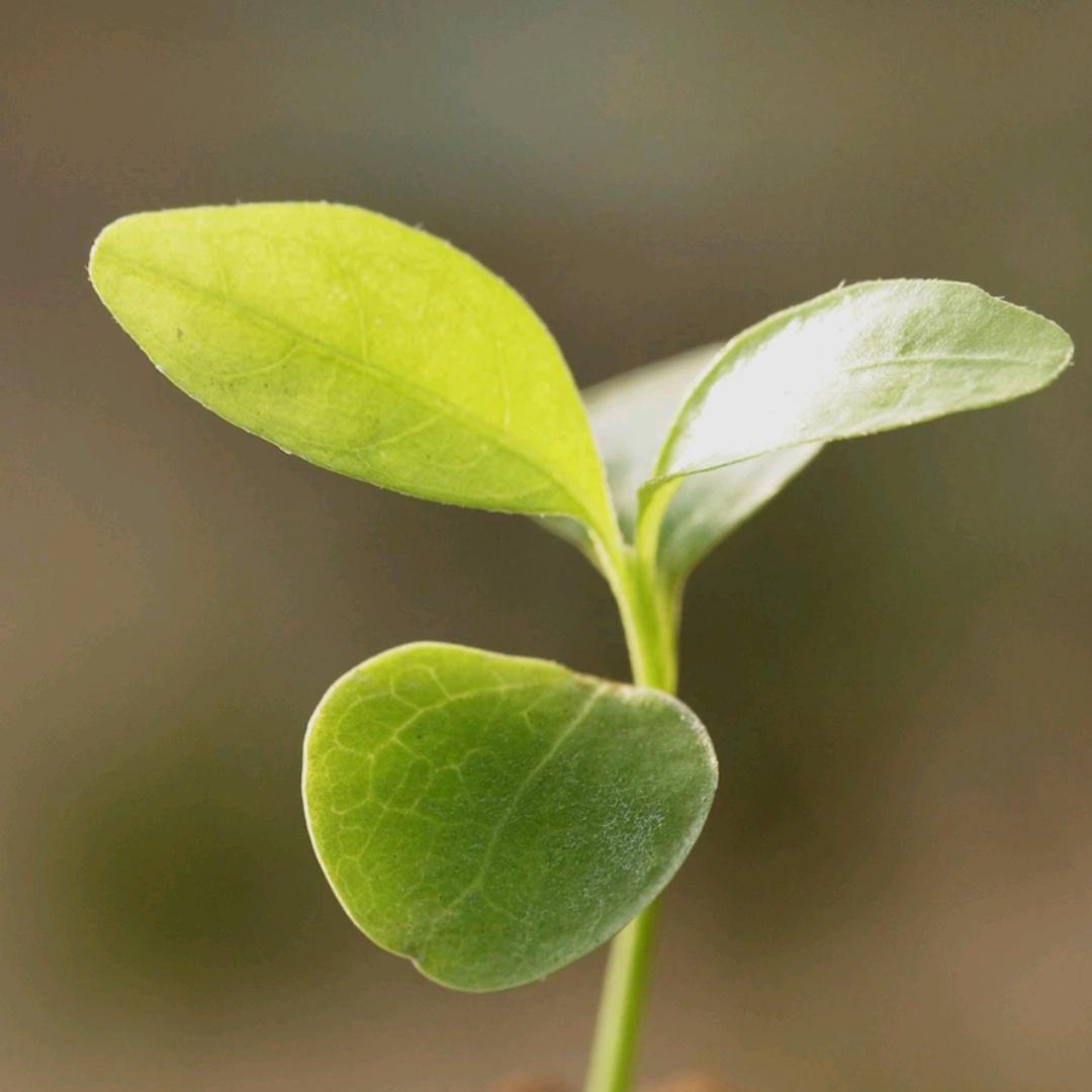 寶麗金