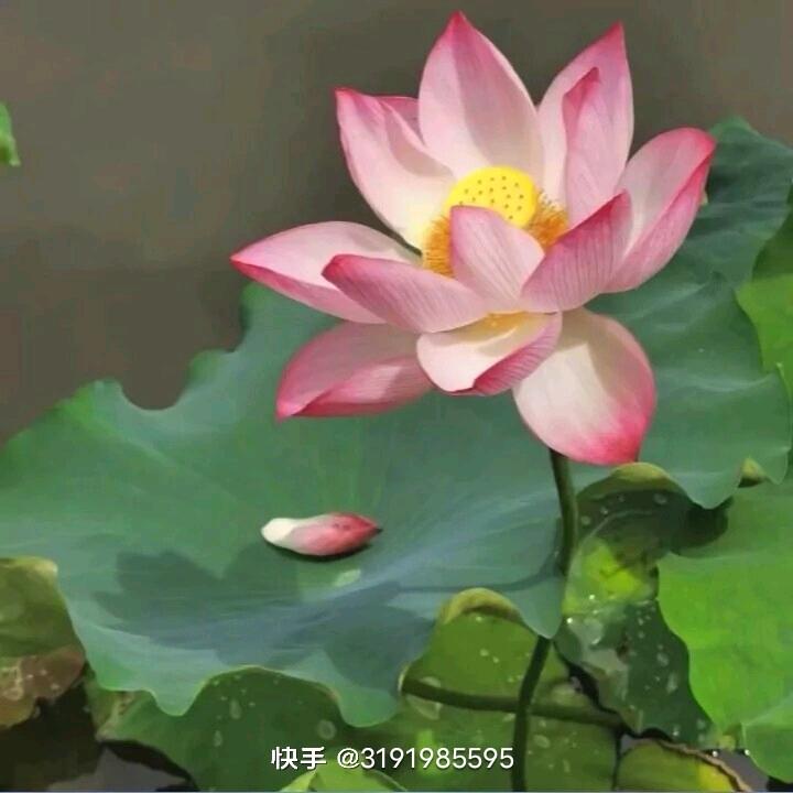 生活需要勇气