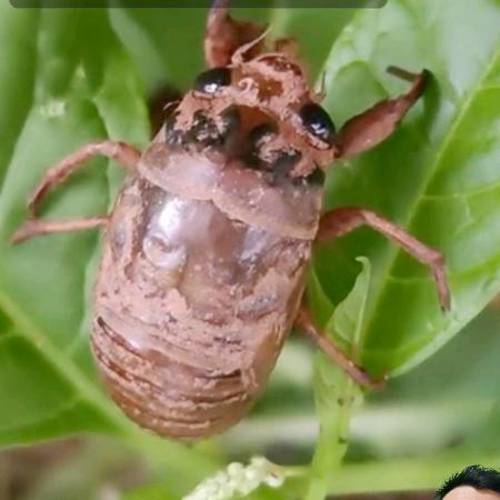 富鸣金蝉芦笋养殖