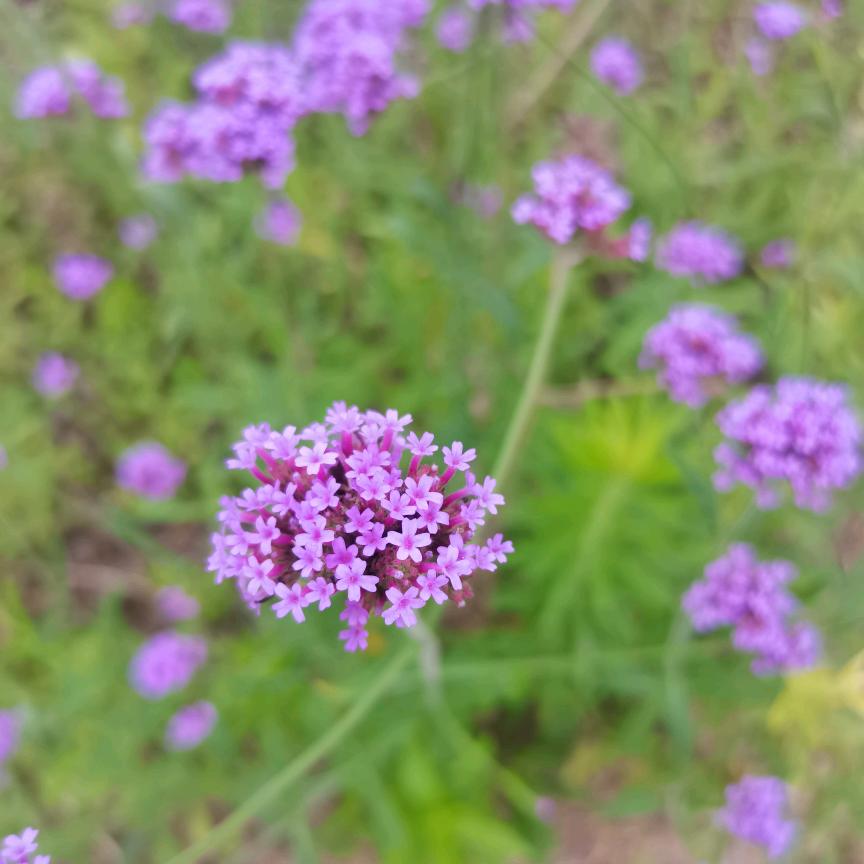 牛奶炖草莓