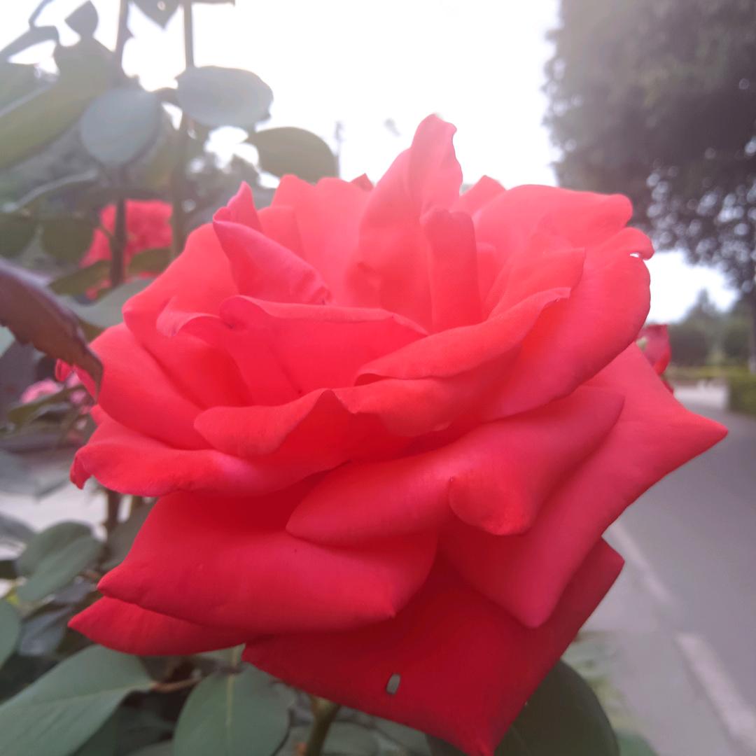 春天花🌺开