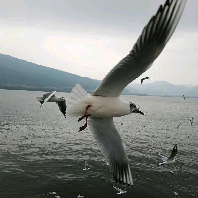 钟大侠，重庆垫江