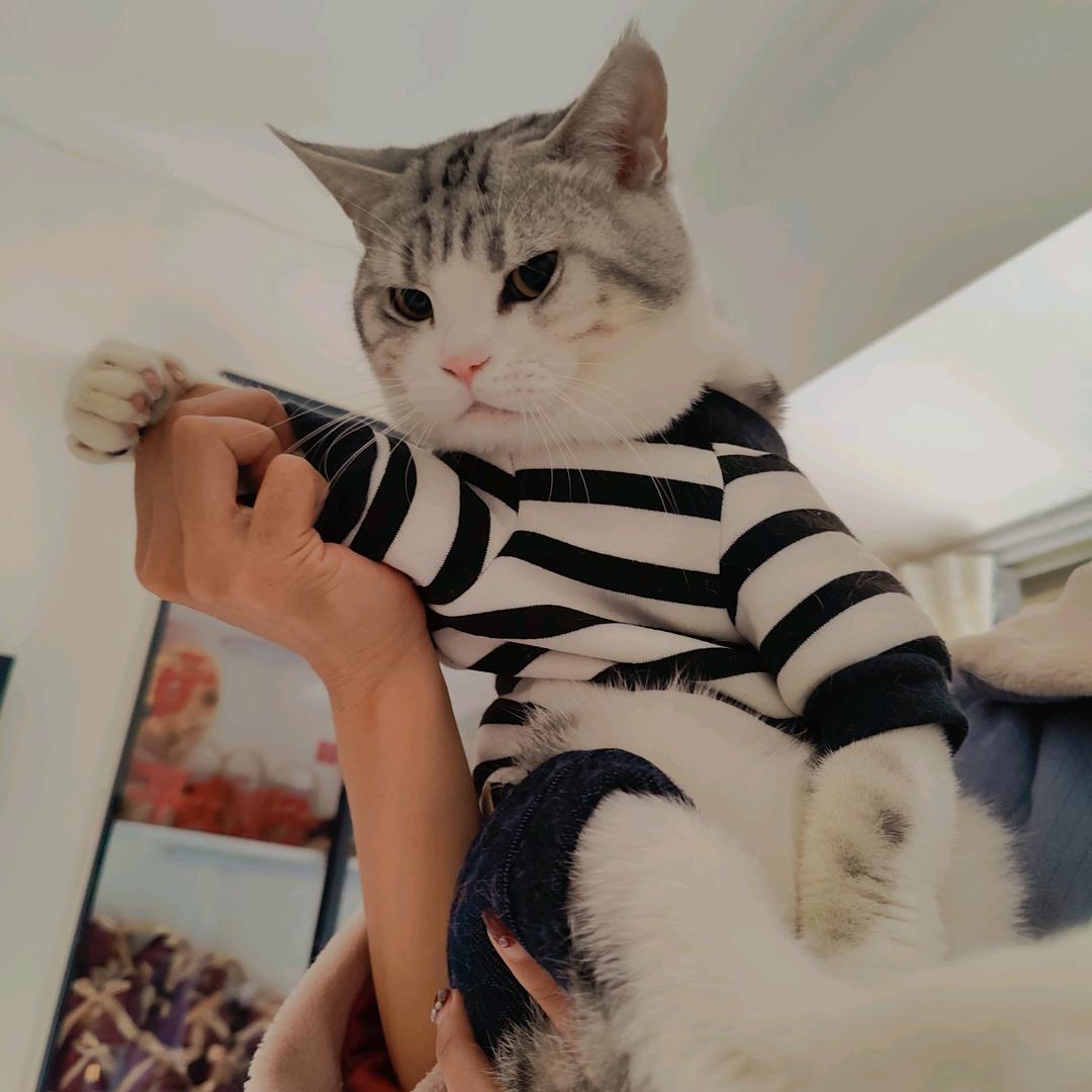 有只傻猫叫大虎