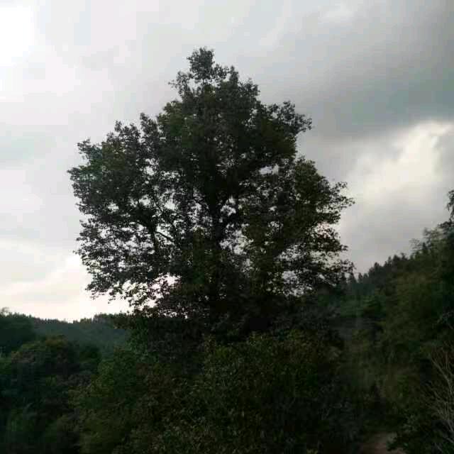 杨雍平，