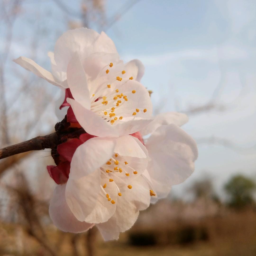 古豳云彩（张芳玲）