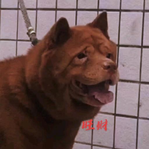 贵叔纯种五红犬