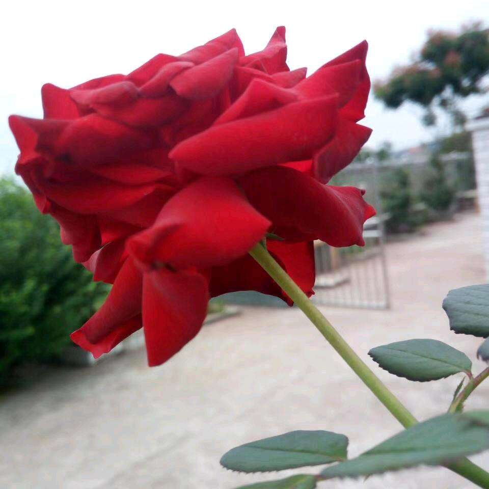 花开吉祥好运来