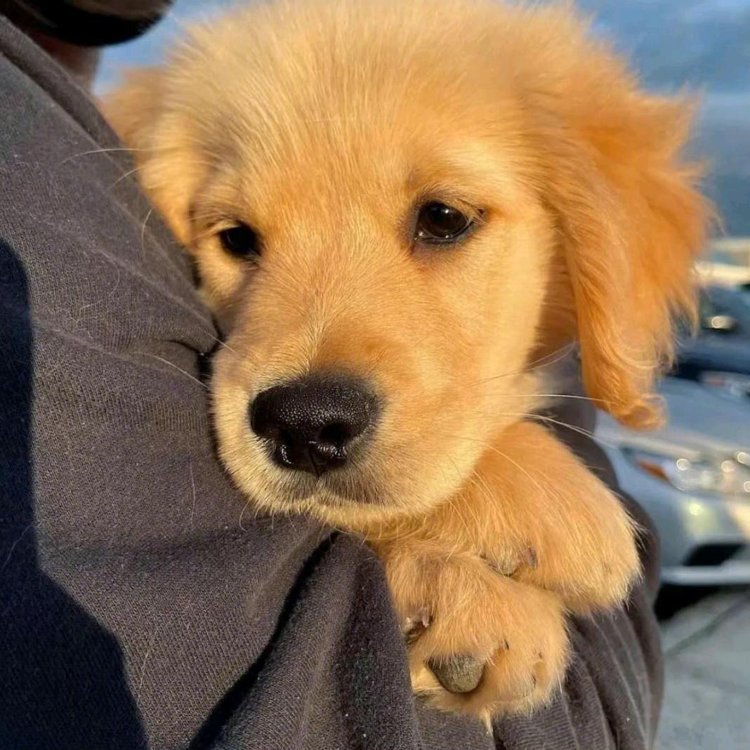 Feizy