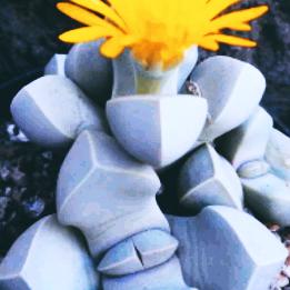 三妹…………拒绝私信，私信不回。