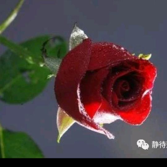 爱你一生一世