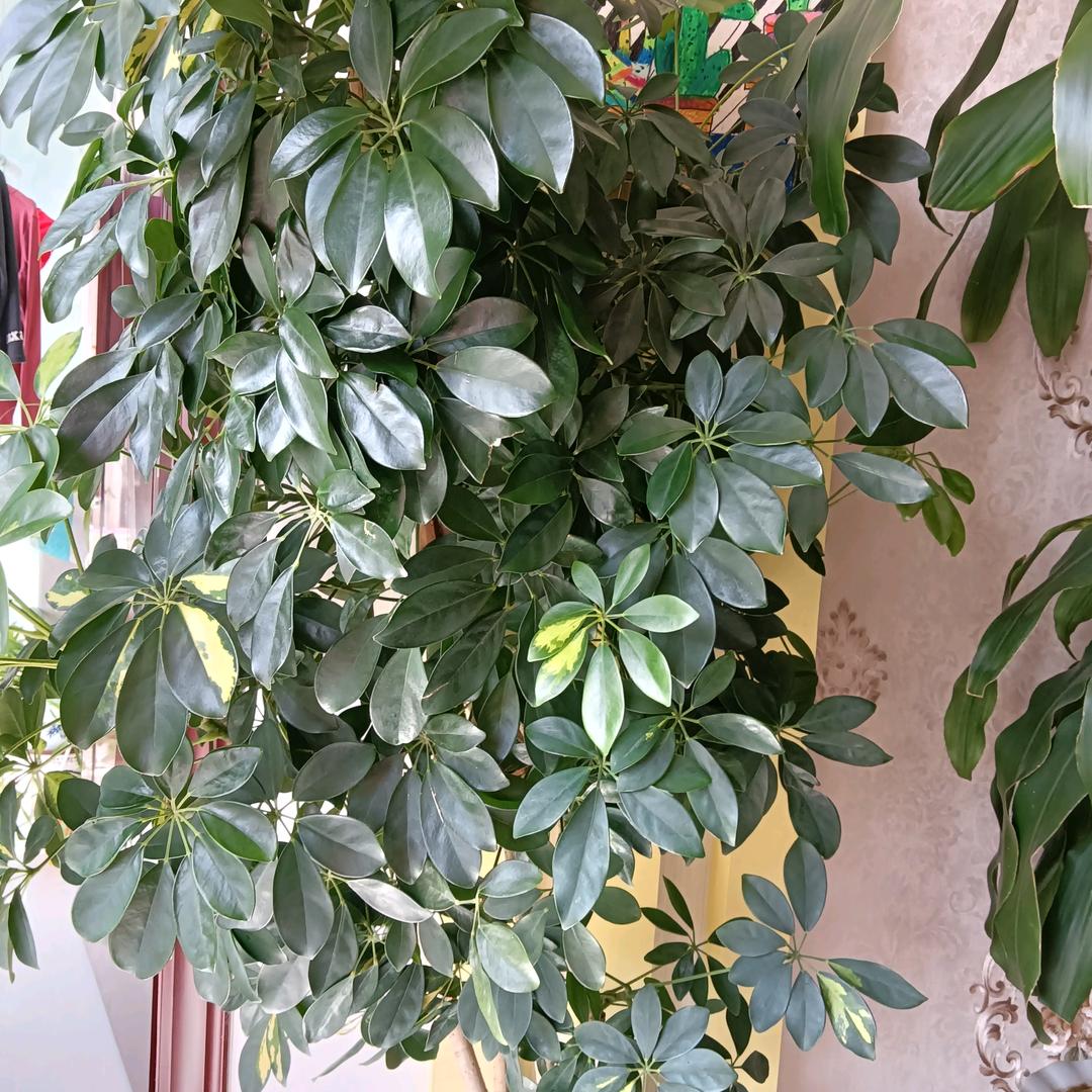 菩提树下