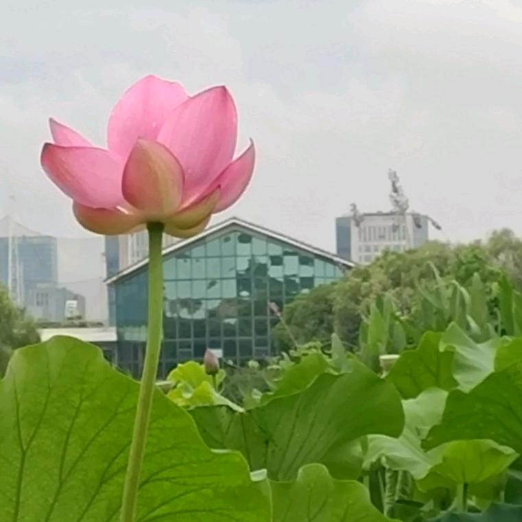 菩定
