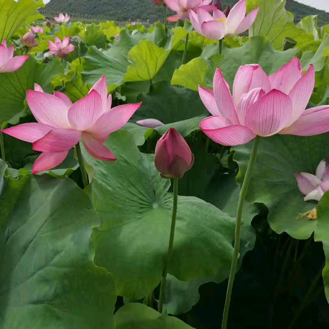 冰芯