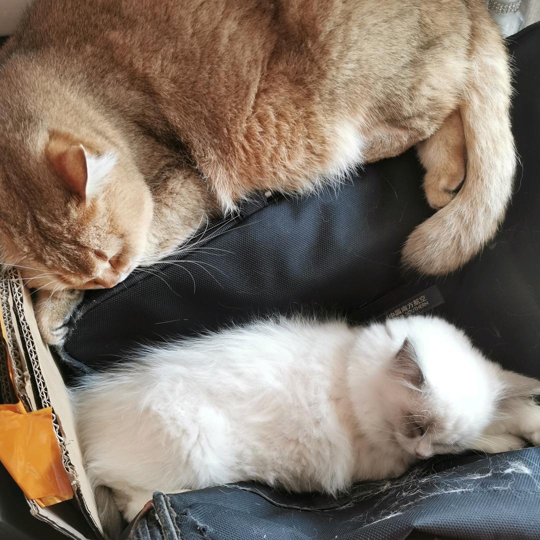 我是小猫