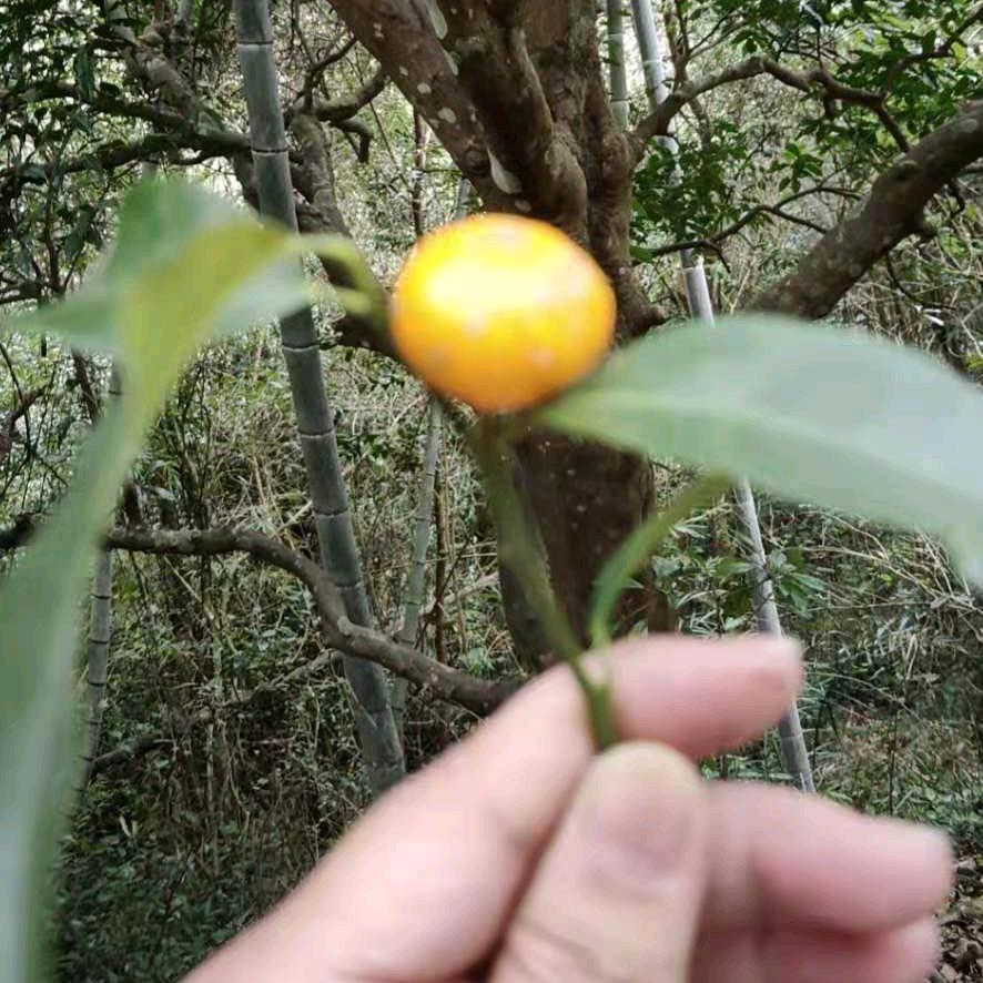 奇迹ℒℴѵℯ🇨🇳水到渠成