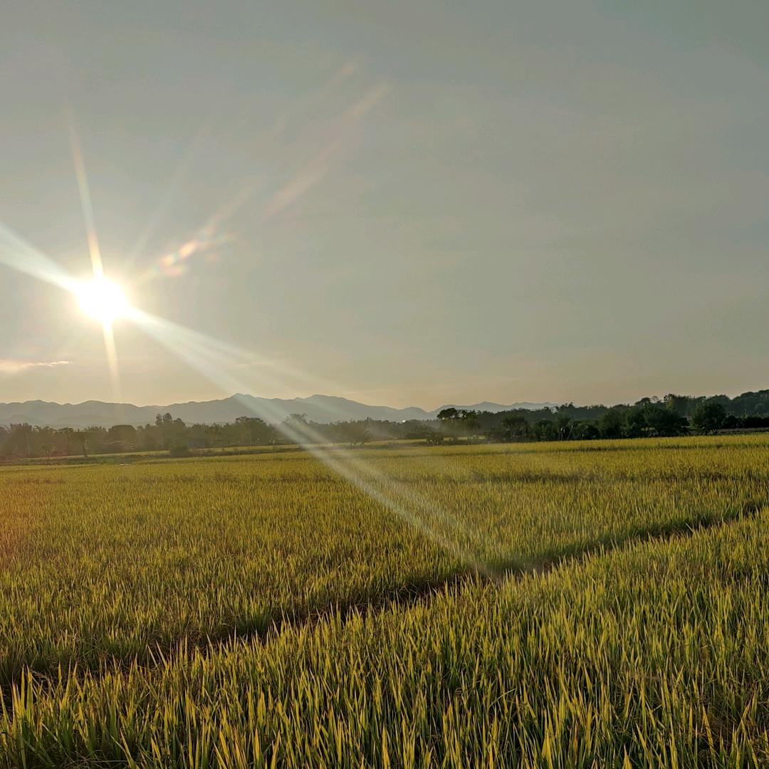 醒着做夢