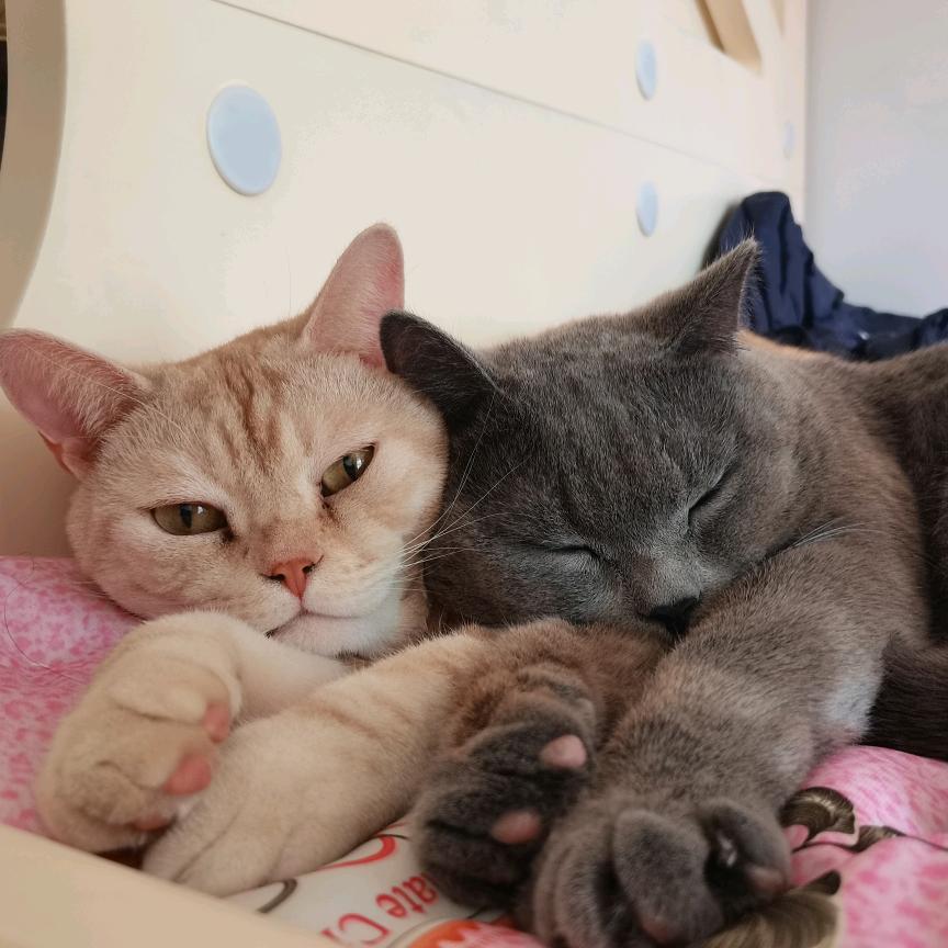 小猫睡神