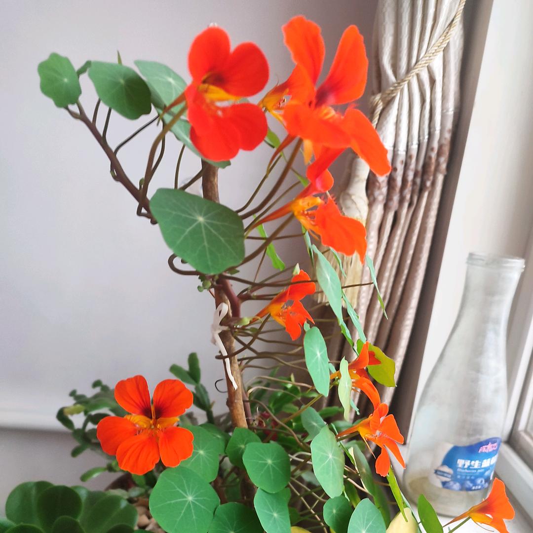 黄玫瑰