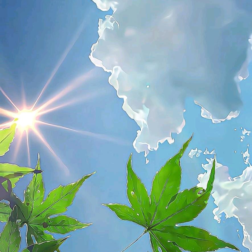 枫～～叶
