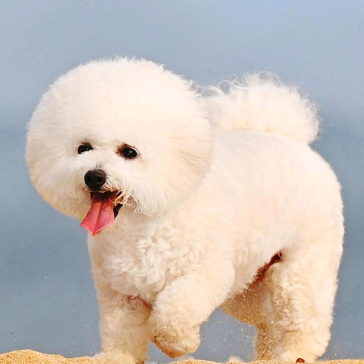 鱼芗