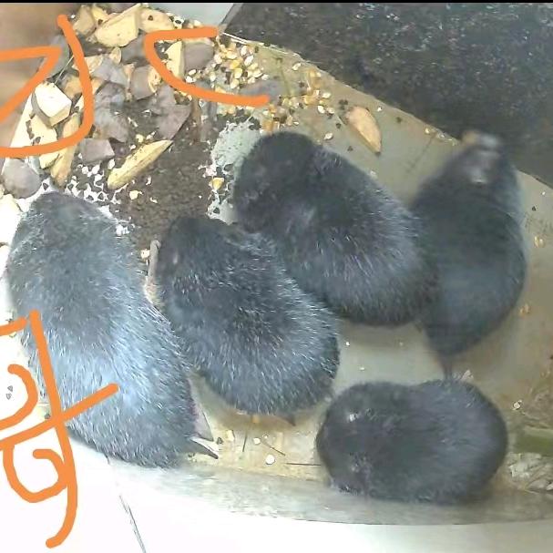 水哥与竹鼠