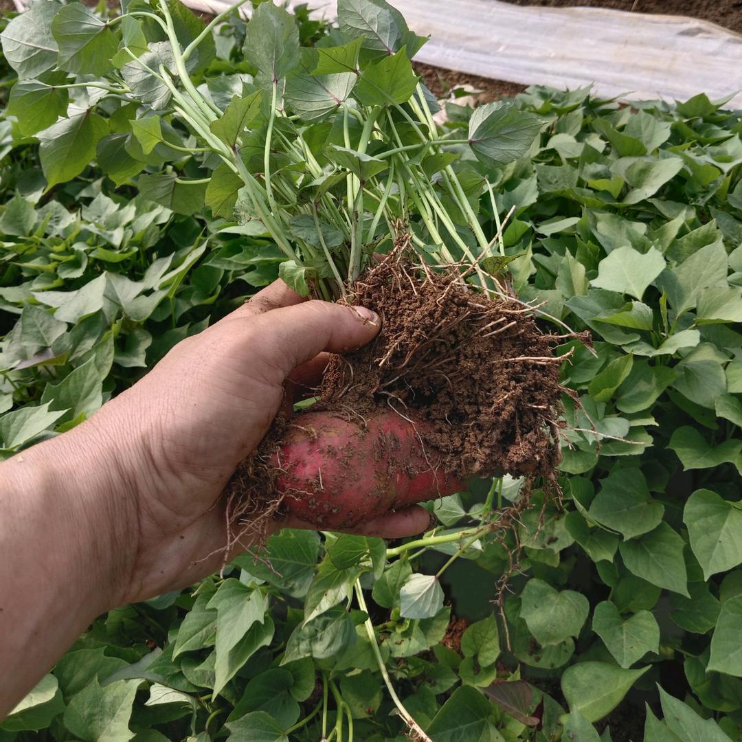 唐河海发农场（红薯原种苗）