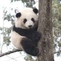 妈妈！我想回家！《丫丫》