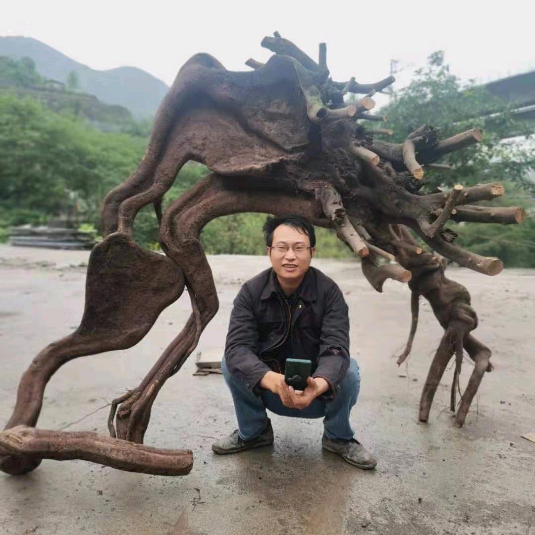 金弹子盆景学堂