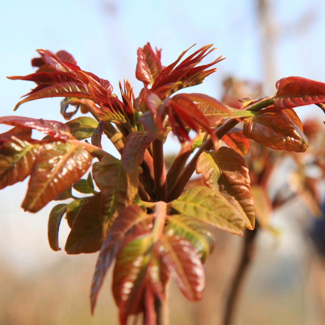 泗家水红头香椿