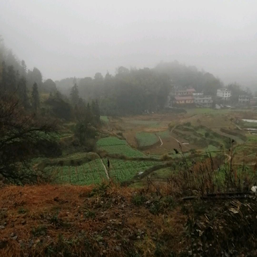 秋风细雨…825🌹🌹🌹