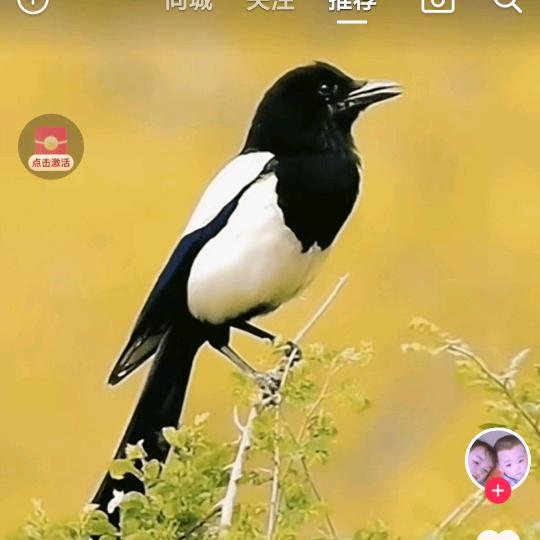 观风望艳