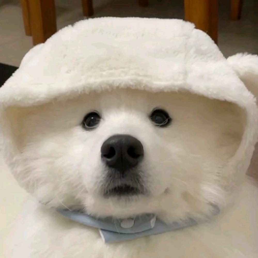 周游.