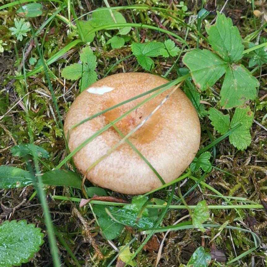 一范风顺