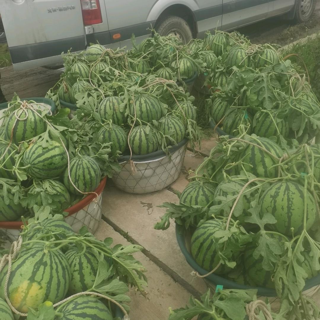 慈溪正大西瓜自产自销各种蔬果。