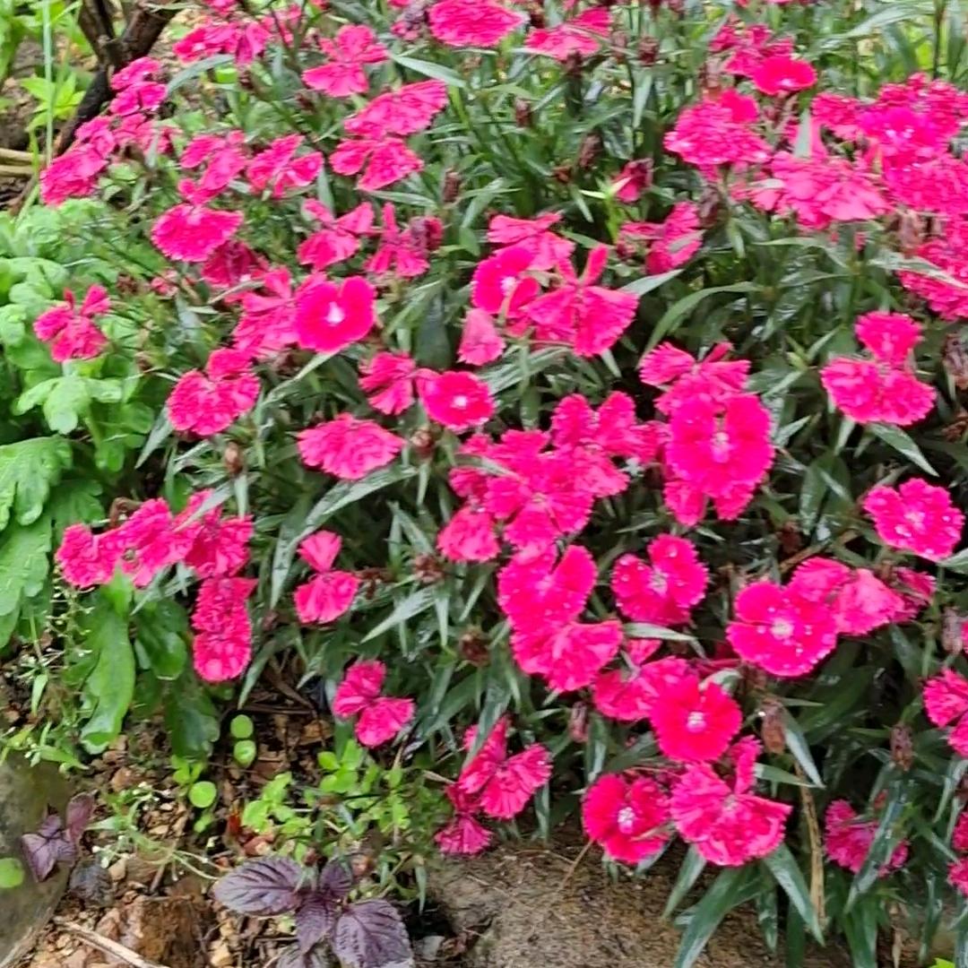 英孑，六零年出生，每天都开心