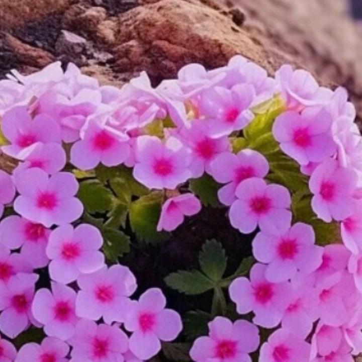 💖💖