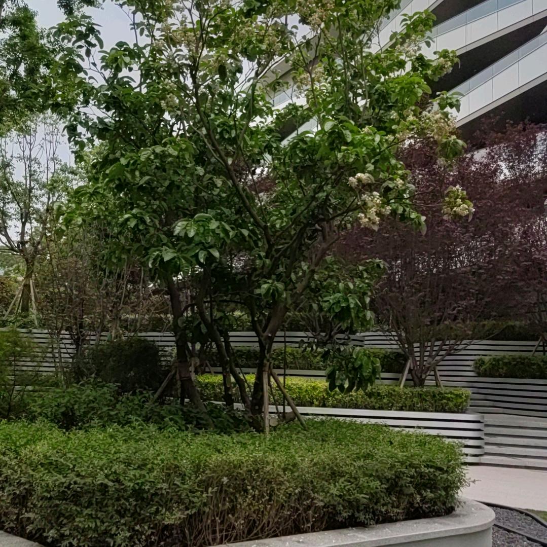 木棉花