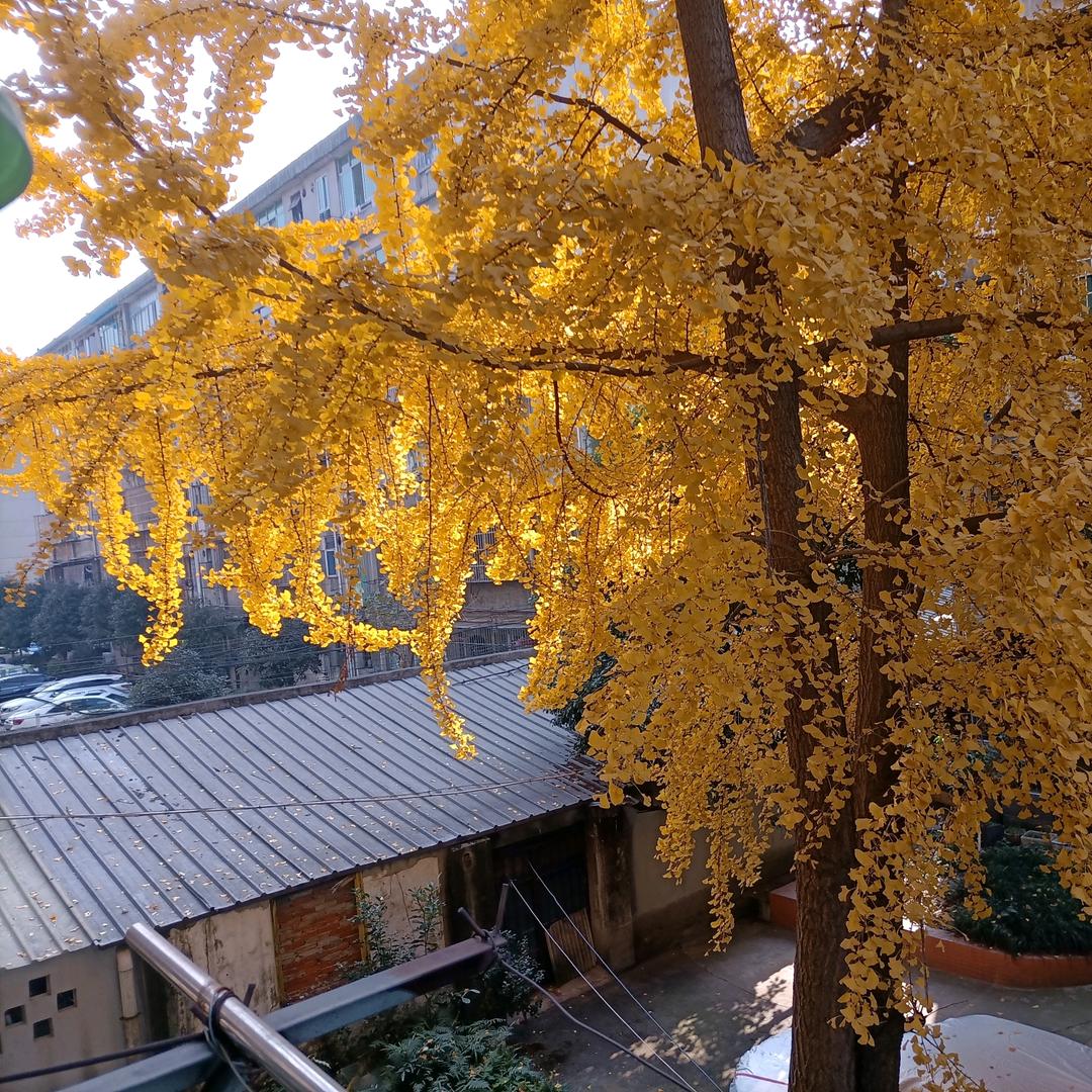 张老汉
