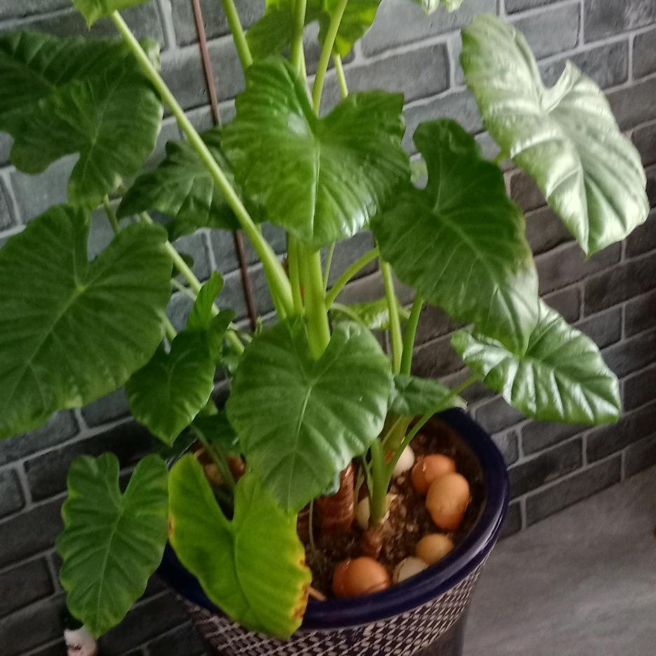 人生苦短，且过且珍惜