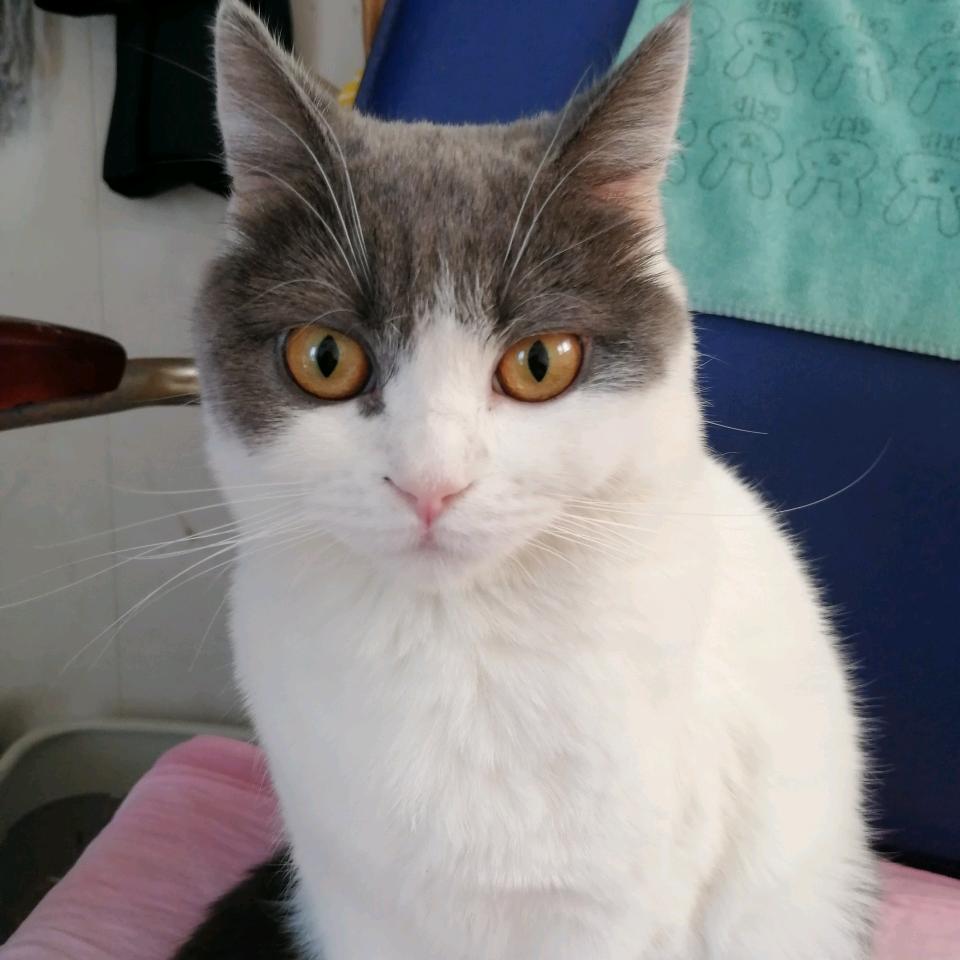 花小白是我的小可爱