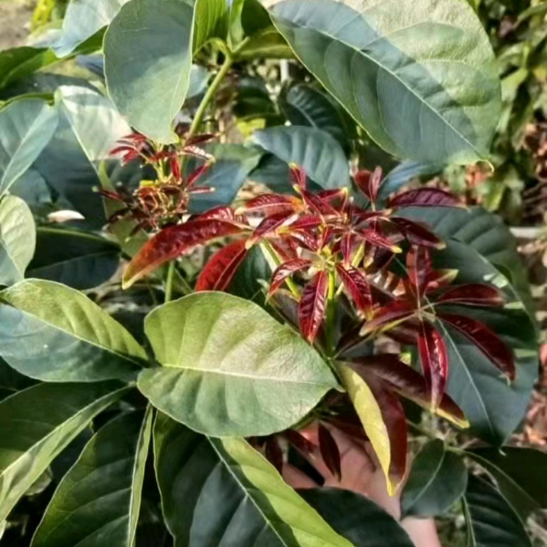 粤丰苗木