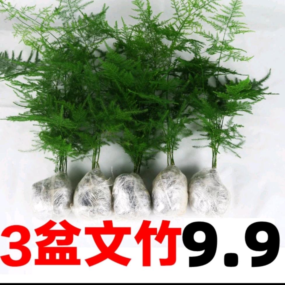 🌻九元九绿植花卉基地